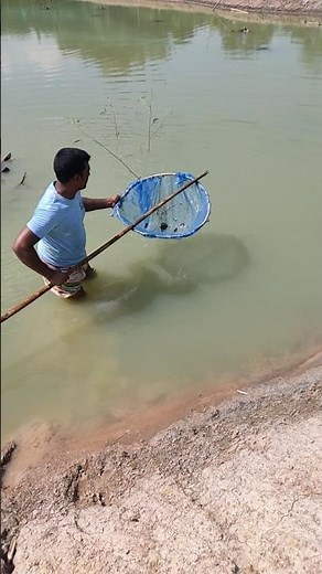 19 days old Golda (Macrobrachium rosenbergii) #fishing #prawns #culture