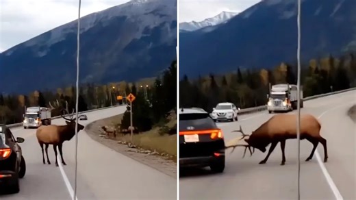 Video shows elk charging at car after national park tourists get in the way: 'That was satisfying'