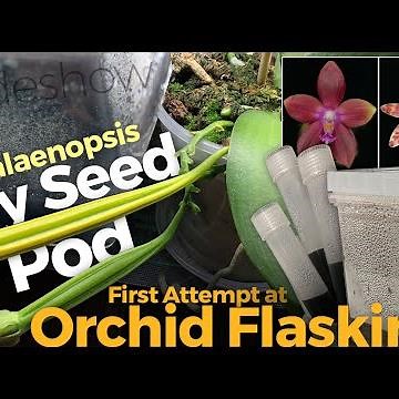 Flasking / Sowing Phalaenopsis Orchid Seeds