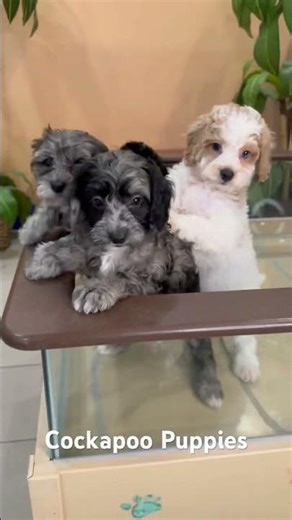 Meet the Cockapoo – the ultimate blend of intelligence, charm, and cuddle-worthy cuteness!