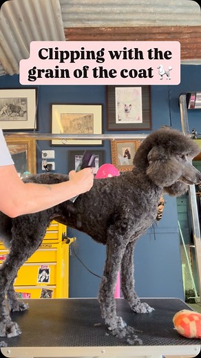 It’s important to clip with the grain of the coat to get a smooth finish. This video is in fast forward so that I can show you the full body clip. The coat runs from head towards tail and slopes over the ribs. I’m using #heiniger clippers in this video. I sell these clippers so get in touch if you would like to try before you buy or join one of my poodle grooming classes in Melbourne. 🐩 #poodlegrooming #diy #doggroomingtips #doggroomingschool #standardpoodle | Poodle DIY Coach