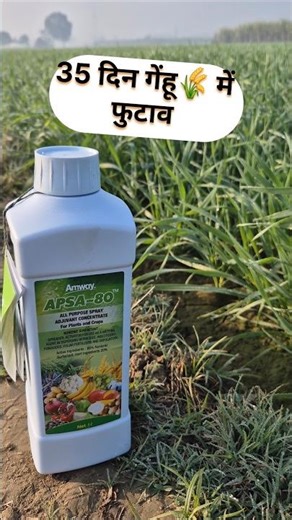 Use Apsa-80 to get good sprouting in wheat, and roots will develop right from the start! #wheat