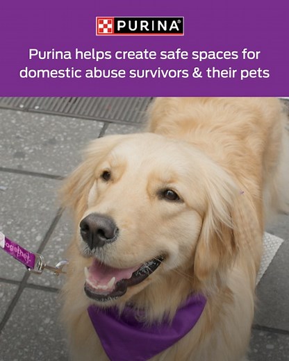 282 reactions · 84 shares | Through The Purple Leash Project, Purina helps create safe spaces for domestic abuse survivors & their pets. | Purina | Facebook