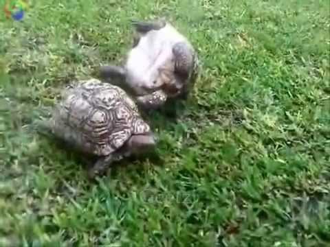 Tortoise helps friend who's flipped over