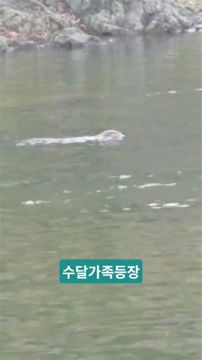 우화정 수달가족#내장산#수달#우화정