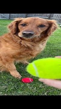 Golden retriever reaction