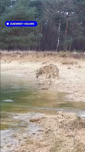 Wolf huilt bij waterpoel. #wolf #natuur #veluwe
