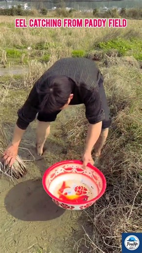 Traditional Eel Catching in Paddy Field🐟Rural Fishing Adventure #fishing #shorts 🌿#paddyfieldfishing