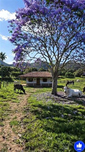 🌿 Esse Lugar Simples Vale Mais Que Muito Luxo… 🏡✨ #natureza #sitio #chacara #fazenda #casadecampo