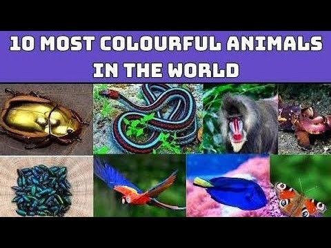 Colors of Nature: The Art of 10 Vibrant Animals”
