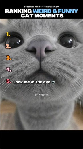 Top 5 Funny and Weird Cat Moments Ever | Funniest Cats Ever| #funny #shorts #shortfeed #trending