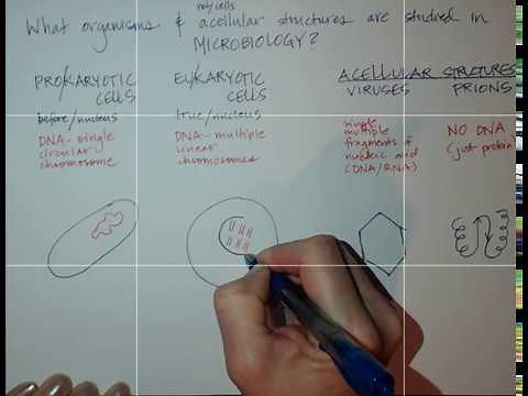 1 Microbiology studies cells and acellular structures like viruses and prions