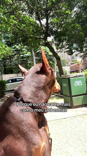 #cachorro #doberman #nero | Doberman