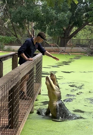 Discover American Alligators at Malcolm Douglas Park