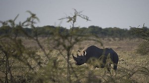 Namibia's Etosha National Park, home to critically endangered black rhino, engulfed in huge fire