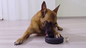 Premium Rubber Dog Tire Toy with Durable Cotton Rope Interactive Tug & Chew for All Breeds Small and Medium Chewers