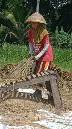 Traditional Rice Harvest by Village Women in Java #farming#shorts #farmingtraditions