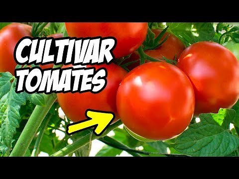 Como CULTIVAR TOMATES con Éxito 🍅 Consejos y Trucos | La Huerta de Ivan