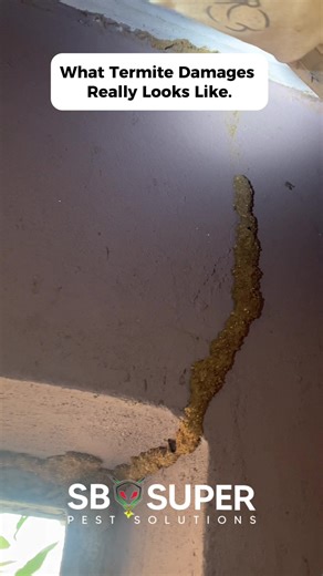 This is what termite damage really looks like live footage of termites in action! Protect your home or business with professional termite treatment. Contact us for inspection and prevention services.  2347084421068 |  2348081975033 Info@sbsuperpestsolutions.com #termitecontrol #fumigationservice #ibadanfumigation #pestcontrol #ibadanfumigation