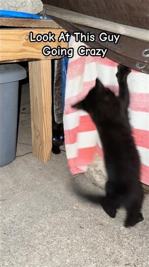 Look At This Guy Going Crazy! #kittens #kittenlove #kittenlife