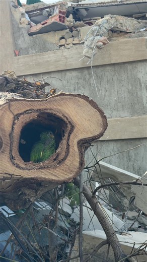Todo va a estar bien🥺🙏🏻🦜 ya te amamos ❤️ | todo va estar bien