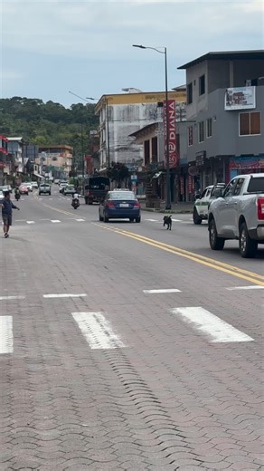 Corre tras sus dueños no q los abandonen por favor #fblifestyle #Tena #Orellana #ecuatorianosenelmundo #ecuatorianosennewyork mexico mexicanosenusa latinosenestadosunidos cocina recetasfaciles recetas Ecuador españa usa miami londres China viralreelschallenge quito guayas manta PuyoPastaza bañosdeaguasanta riobamba_chimborazo_ecuador CuencaEcuador | Abuelita Carmen