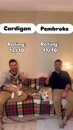 Cardigan vs Pembroke Welsh Corgi People see “corgi” and think one type of dog. Reality? These two handle life in completely different ways. New situations. Strangers at the door. Routine changes. Boredom. Chaos management. In this video, I rated how Cardigan Welsh Corgis and Pembroke Welsh Corgis react to everyday life — side by side, same environment, same rules. (Based on my experiences) This matters more than people think — especially if you’re choosing a breed, raising a puppy, or struggling