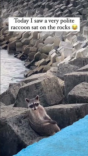 Silly Racoons meme collection #funny