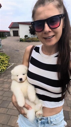 Czy Samoyed to pies tylko do przytulania? Trening zaufania! #shorts #samoyed