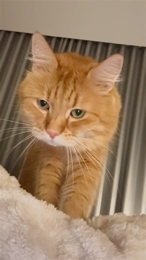 Cat massage 🐾 😻❤️ #catvideos #cat #mycat #cute #catsdoingthings #catlife