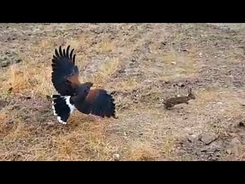 Harris's Eagle hunting rabbit