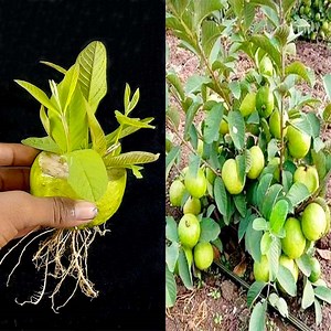 466K views · 16K reactions | Best techniques to planting Guava tree from Guava fruit in home | Unique technique to grow Guava | Rana Craft | Facebook
