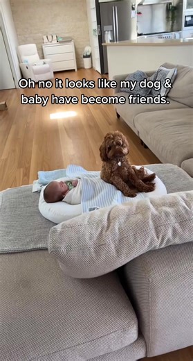 Dog and Baby Become Friends - Cavoodle Newborn Moments