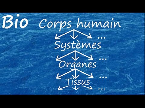 Organisation du corps humain