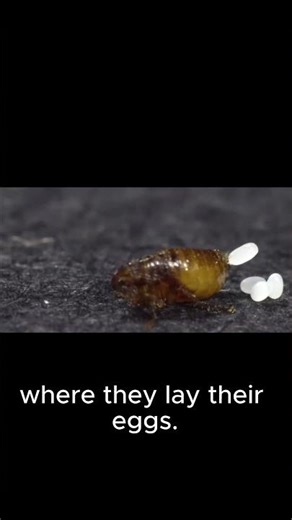 Flea Life Cycle Eggs Hatching into Larvae (Close-Up)