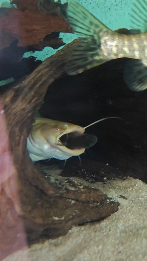 predatoryfishtank on Instagram: "white catfish eating perch"
