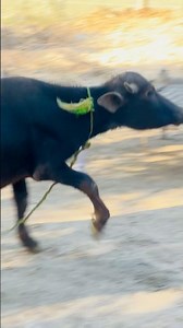 Massive Buffalo Running | Rural Life #shorts