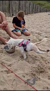 97K views · 6.2K reactions | Pumpkin you are just amazing ♿️❤️ | Pumpkin The Wheelie Westie Warrior | Facebook