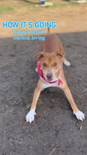 2.3K views · 82 reactions | @pleaseadoptmeca with BLUEBERRY MUFFIN!...