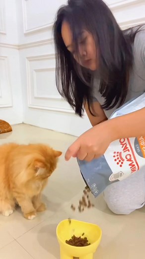 😾 : Sampai ke lubang semut pun akan ku kejar #Pecintakucing #reels #cat #kucinglucu #funny #cats #catlovers | Adinda Giska Putri