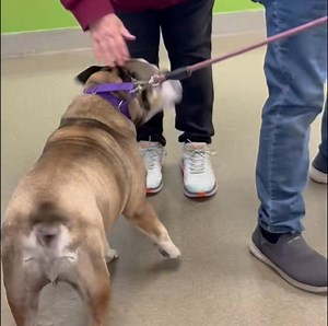 19K views · 785 reactions | Feel good Saturday post ✅ ✨ HAPPY TAILS,...