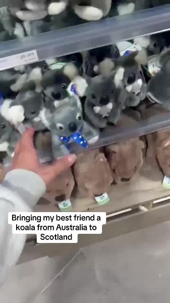Travelling all the way from Australia to scotland just to give my best friend a koala toy!! @pippahayuk
