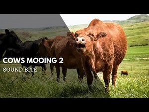 Cows Mooing 2 Sound Effect | Animal Audio Clips & Sound Bites | Clean Sound Clips