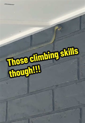 Common Tree Snake Climbing Skill Captured on Video
