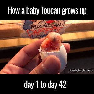 10M views · 629 reactions | They grow up so fast..  | UNILAD | Facebook