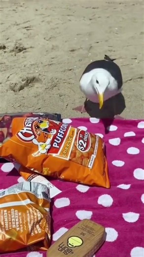 Funny seagulls😁#funny #usa #seagulls #shorts #shotsvideo