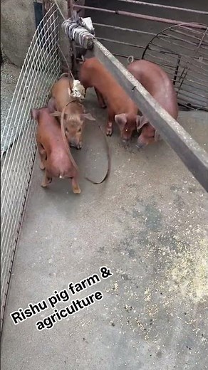pigbreeding animal#durock breed for pig farming I'm really excited about #pig breeding! 🐷#pigfarmers