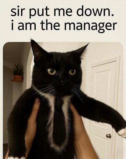 I’m the manager sir | Soft Cat Memes