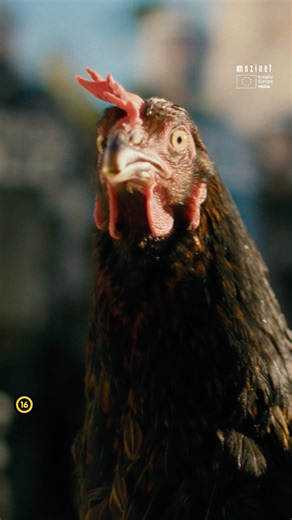 A Tyúk tüntetésbe keveredik #shorts