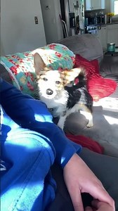 Couldn’t Have Fun if We Couldn’t Have Cowboy #corkie #funnydogvideos #petcomedy